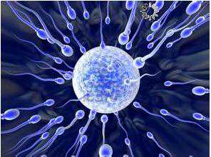 子宫切除后怀孕了_试管养囊全部失败_试管婴儿多长时间？取卵后需休息几天？